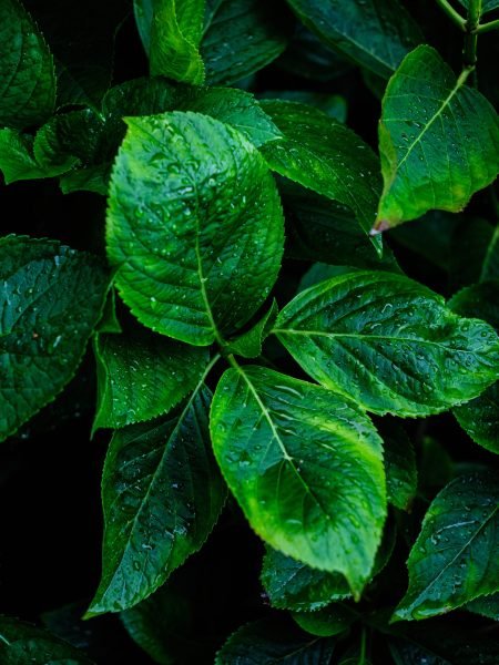 green-leaves-with-raindrops-in-shadows-dark-backg-2026-01-06-10-54-25-utc